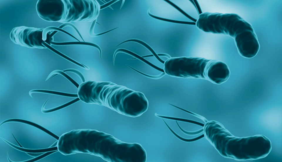 Helicobacter pylori
